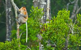 proboscis monkey habitat